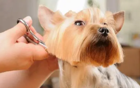 1640139078135528.png 宠物美容.png